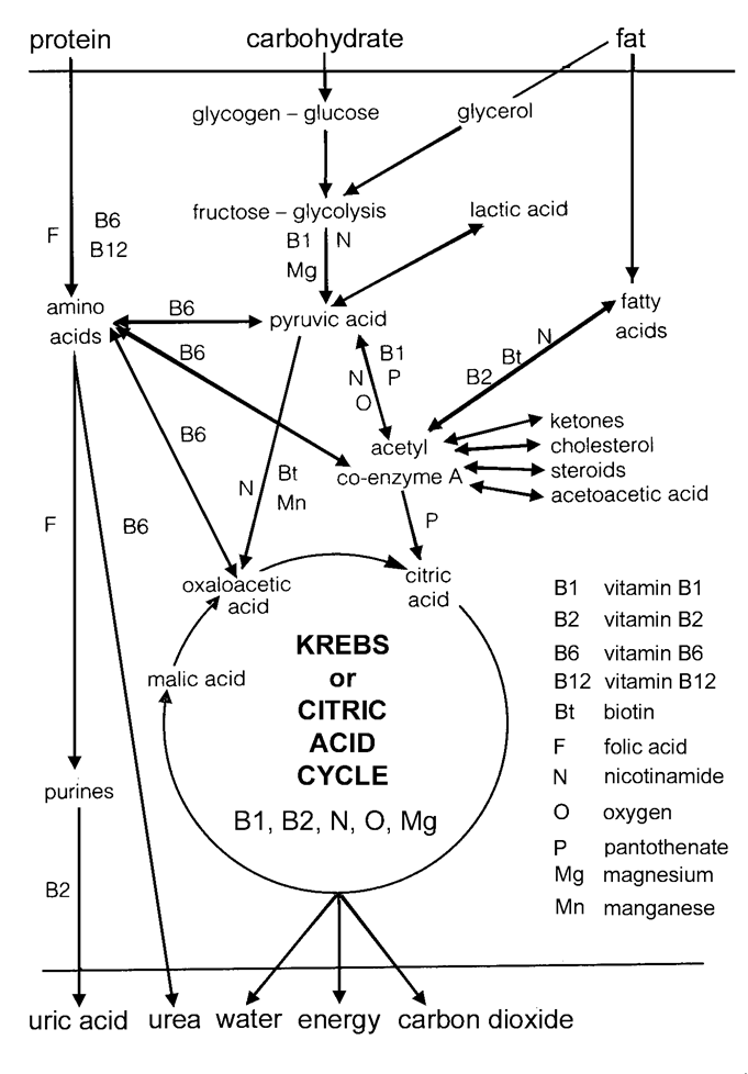 citric acid cycle. Lactic acid is partly